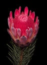 Surrealistic vintage macro of a red glowing protea blossom on black