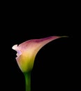 Surrealistic violet green glowing calla blossom on black background