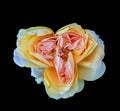 Surrealistic white yellow orange aged rose blossom Royalty Free Stock Photo