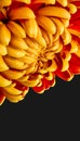 Surrealistic yellow red chrysanthemum blossom macro on black background in vintage painting style