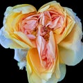 Surrealistic yellow white pink rose blossom macro Royalty Free Stock Photo