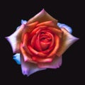 Surrealistic glowing orange white blue rose blossom on black background Royalty Free Stock Photo