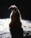 Surricate meerkat on black background Royalty Free Stock Photo