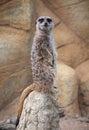 Suricate stands and looks away