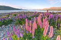 Surrounded by colorful lupines Royalty Free Stock Photo