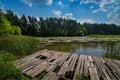 forest pond with a pier and reeds , water lily and algae on the water, surrounded by coniferous peens