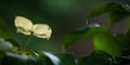 A single creamy white Dogwood blossom glows among green leaves Royalty Free Stock Photo