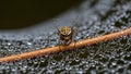 Surrounded by dewdrops on a web. The spider s abdomen features a distinctiv Royalty Free Stock Photo