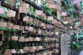 Surrounded by Ema Japanese wooden prayers in Aoshima Shrine of Miyazaki