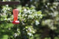 A hummingbird feeds at a bird feeder in the yard. Royalty Free Stock Photo