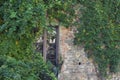 The surrounded by the greens on the old aged medieval brick wall Royalty Free Stock Photo