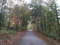 road through the forest