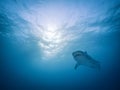 Face to face with a great tiger shark