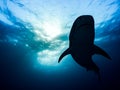 Face to face with a great tiger shark