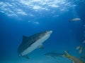 Face to face with a great tiger shark