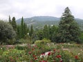 Surrounded by tall coniferous trees garden with multi-colored roses on a background of green mountains and sky