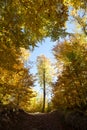 Surrounded tree Royalty Free Stock Photo