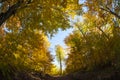 Surrounded tree Royalty Free Stock Photo