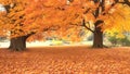 Surrounded by trees with colorful leaves fall Ai Generated