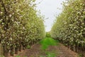 Flowering fruit trees near Aitona, Spain Royalty Free Stock Photo