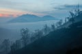 Surroundings of Ijen volcano. Trees through fog and sulfur smoke. Banyuwangi Regency of East Java, Indonesia. Royalty Free Stock Photo