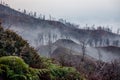 Surroundings of Ijen volcano. Trees through fog and sulfur smoke. Banyuwangi Regency of East Java, Indonesia. Royalty Free Stock Photo