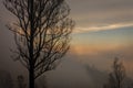 Surroundings of Ijen volcano. Trees through fog and sulfur smoke. Banyuwangi Regency of East Java, Indonesia. Royalty Free Stock Photo