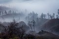 Surroundings of Ijen volcano. Trees through fog and sulfur smoke. Banyuwangi Regency of East Java, Indonesia. Royalty Free Stock Photo