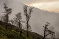 Surroundings of Ijen volcano. Trees through fog and sulfur smoke. Banyuwangi Regency of East Java, Indonesia. Royalty Free Stock Photo