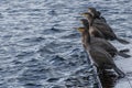 Cormorants sunbathing. Inhabitants of the lake