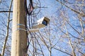Surveillance camera Royalty Free Stock Photo