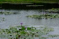 Survey a lotus field no.7 Royalty Free Stock Photo