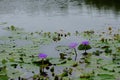 Survey a lotus field no.8 Royalty Free Stock Photo