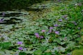 Survey a lotus field no.10 Royalty Free Stock Photo