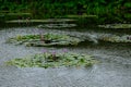 Survey a lotus field no.1 Royalty Free Stock Photo