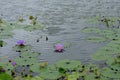 Survey a lotus field no.2 Royalty Free Stock Photo