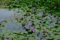 Survey a lotus field no.3 Royalty Free Stock Photo