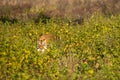 Survival of the fittest wild royal bengal tiger with spotted deer kill in mouth or jaws with eye contact in natural green field of Royalty Free Stock Photo