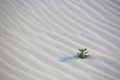 Green plant on white sand dunes Royalty Free Stock Photo