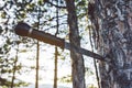 Survival Knife Stuck Into Pine Tree Royalty Free Stock Photo