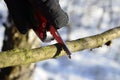 Survival knife in the winter scenery