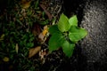 Survival of little plant at asphalt road. Royalty Free Stock Photo