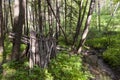 Survival shelter in the woods from tree branches. Cone or pyramid shape shelter