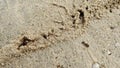 Survival of tiny red fireants nest along the sandy rural pathway. Royalty Free Stock Photo