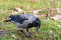 Crow pecking a nut. Wildlife Life in Urban Areas