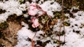 Survival of Wild Plants with Winter Season