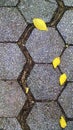 Tree root widens crack between polygonal pavers