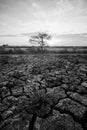 Survived plant in the cracked and dried soil with silhouette of dried tree in monochrome Royalty Free Stock Photo