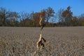 Surviving isolated stalk of corn in a mature soybean field on an autumn morning.