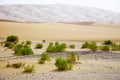 Surviving plants on the sand dunes of Liwa Oasis, United Arab Emirates Royalty Free Stock Photo